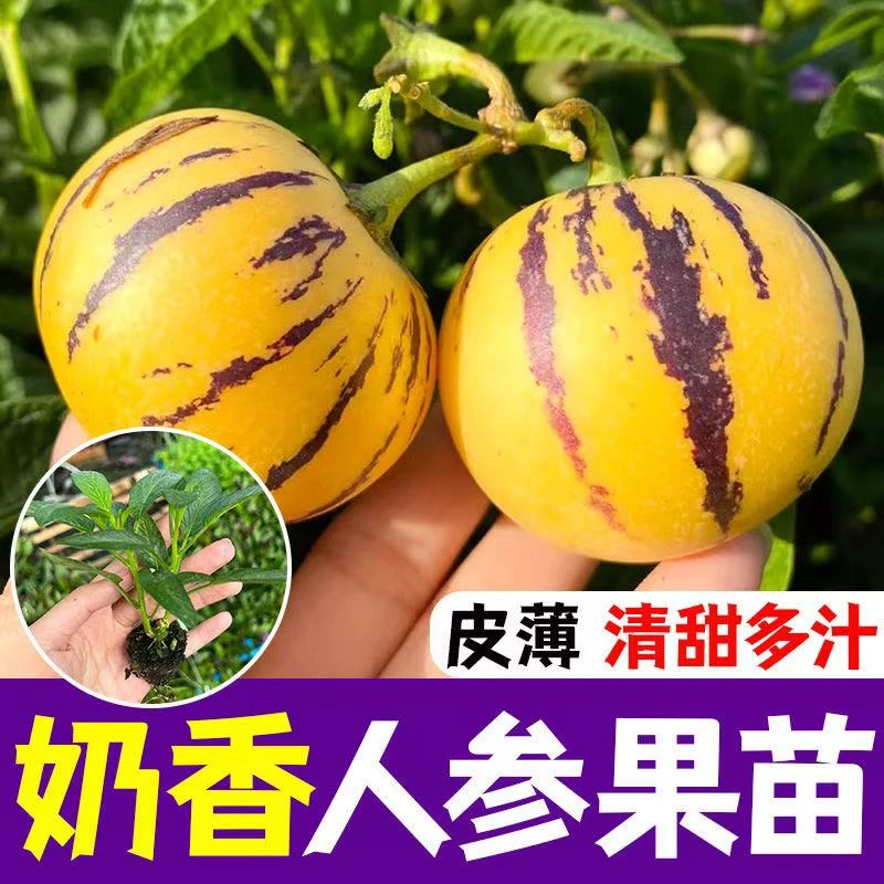 优质人参果种苗黄心高产人参果果蔬菜苗大苗带土盆栽庭院四季种植