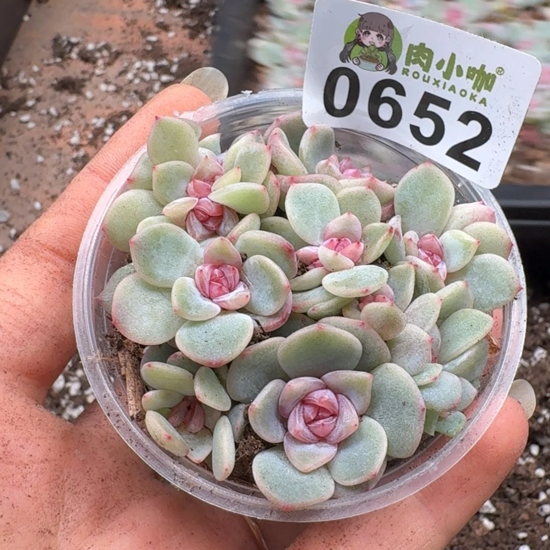 多肉植物多肉植物