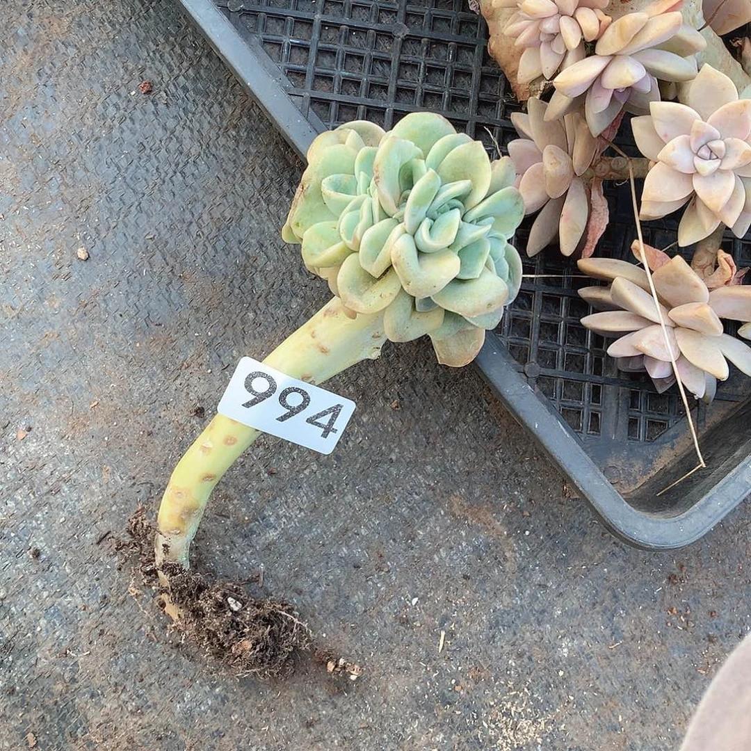 994可爱玫瑰 一物一拍