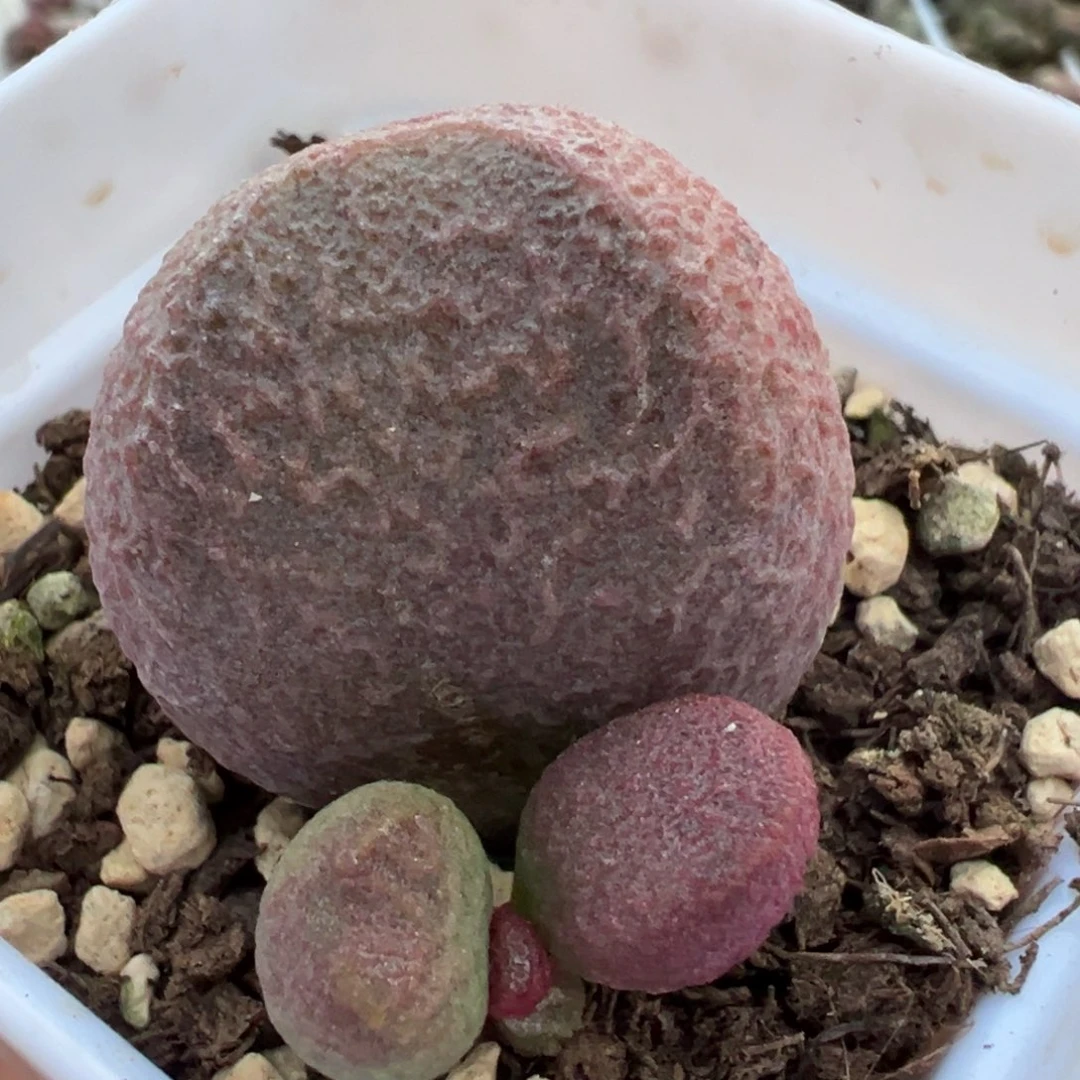 特价有疤121号红烧肉大苗多肉