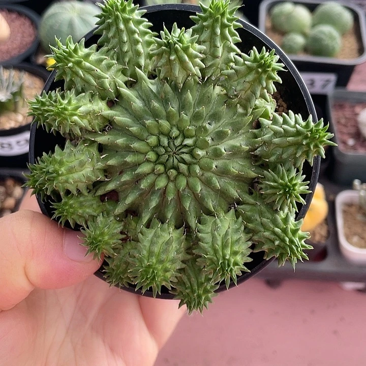 171实生海胆大戟块根