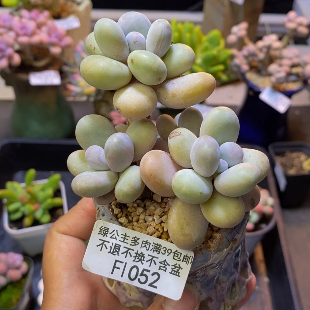 052水光针多肉7cm