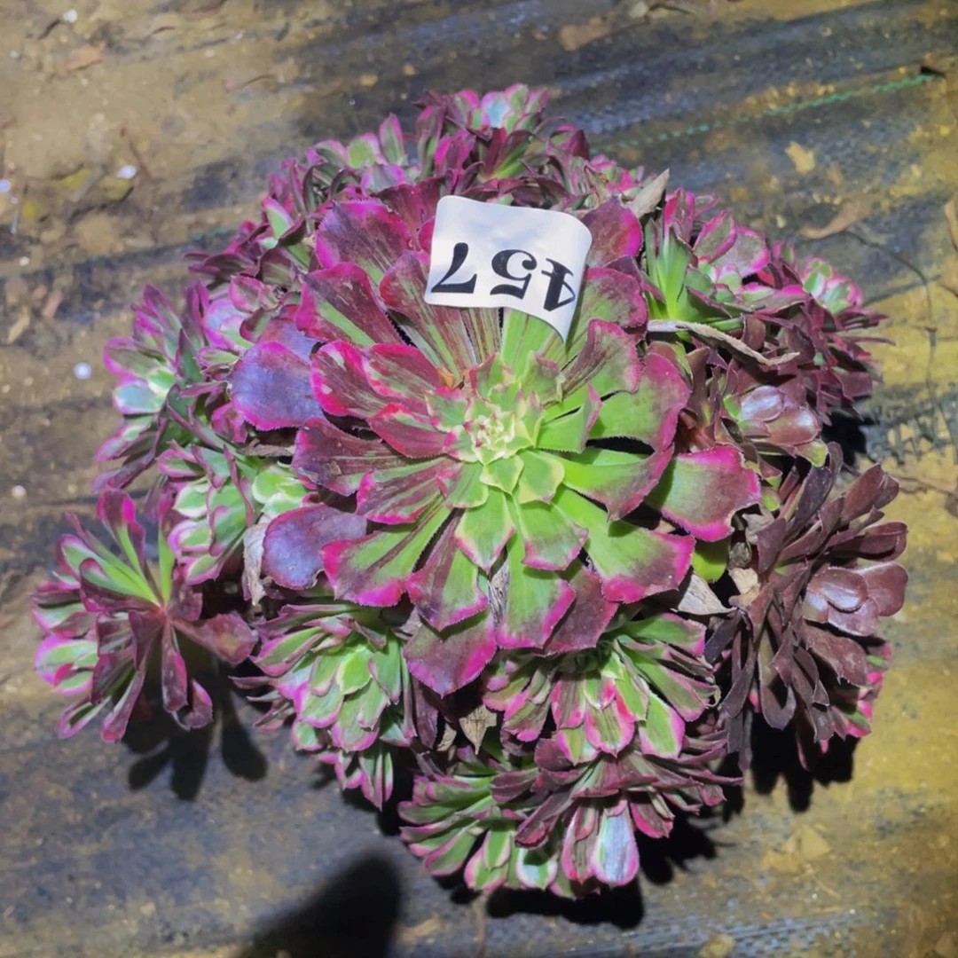 同花顺多肉植物457