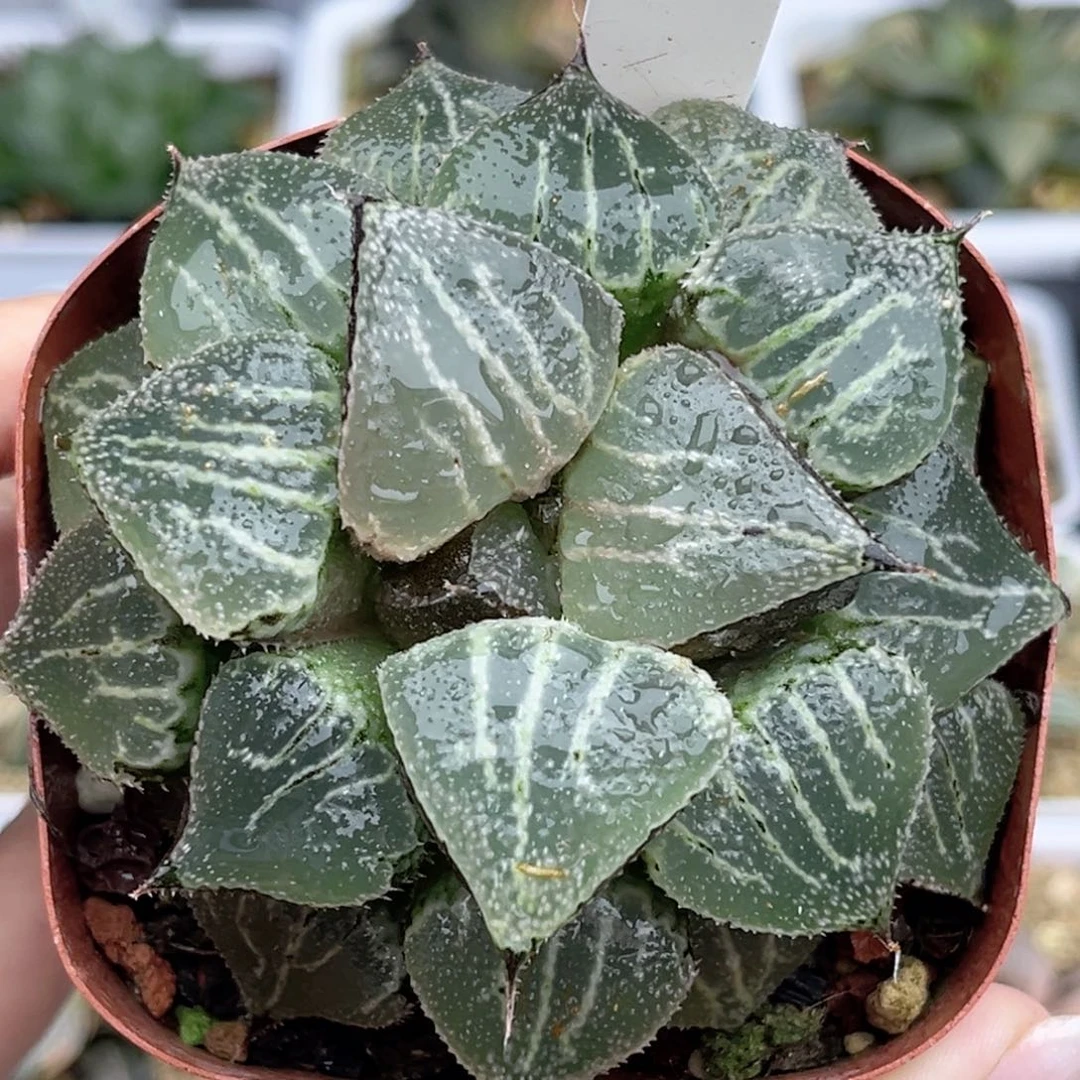 32春雷寿福利专场