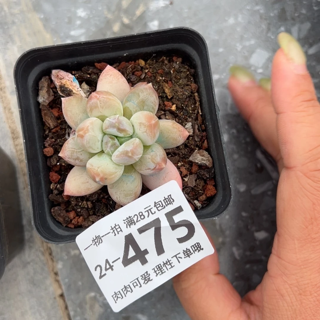 琳**吾三色奶多肉多多肉多肉