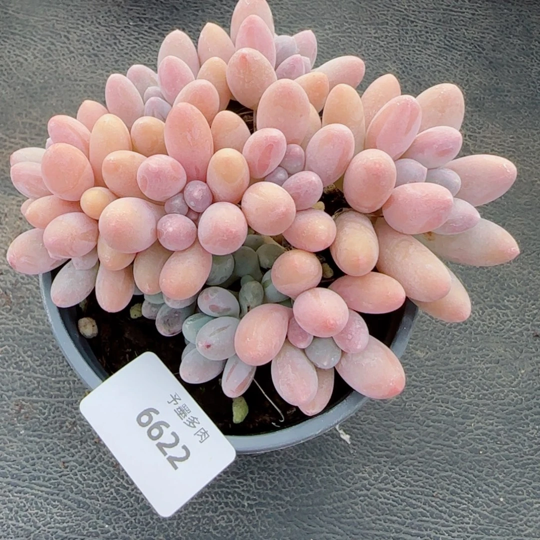 汤圆无砍，6622多肉植物