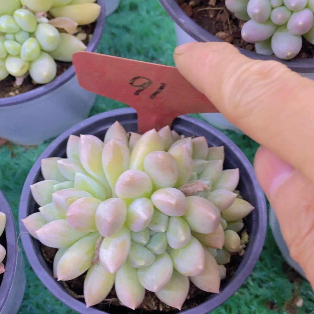 开心多肉，直播间，不对比