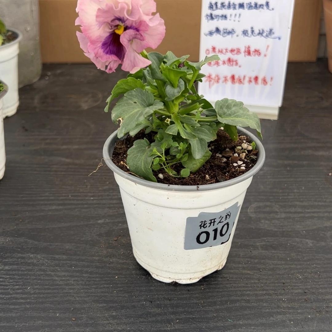 【闪购商品】完全开放010号洛可可