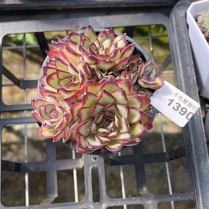 阿雅园艺。        1390肉酱玫瑰