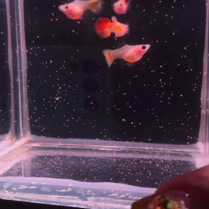 孔雀鱼日落玻璃猫球1对