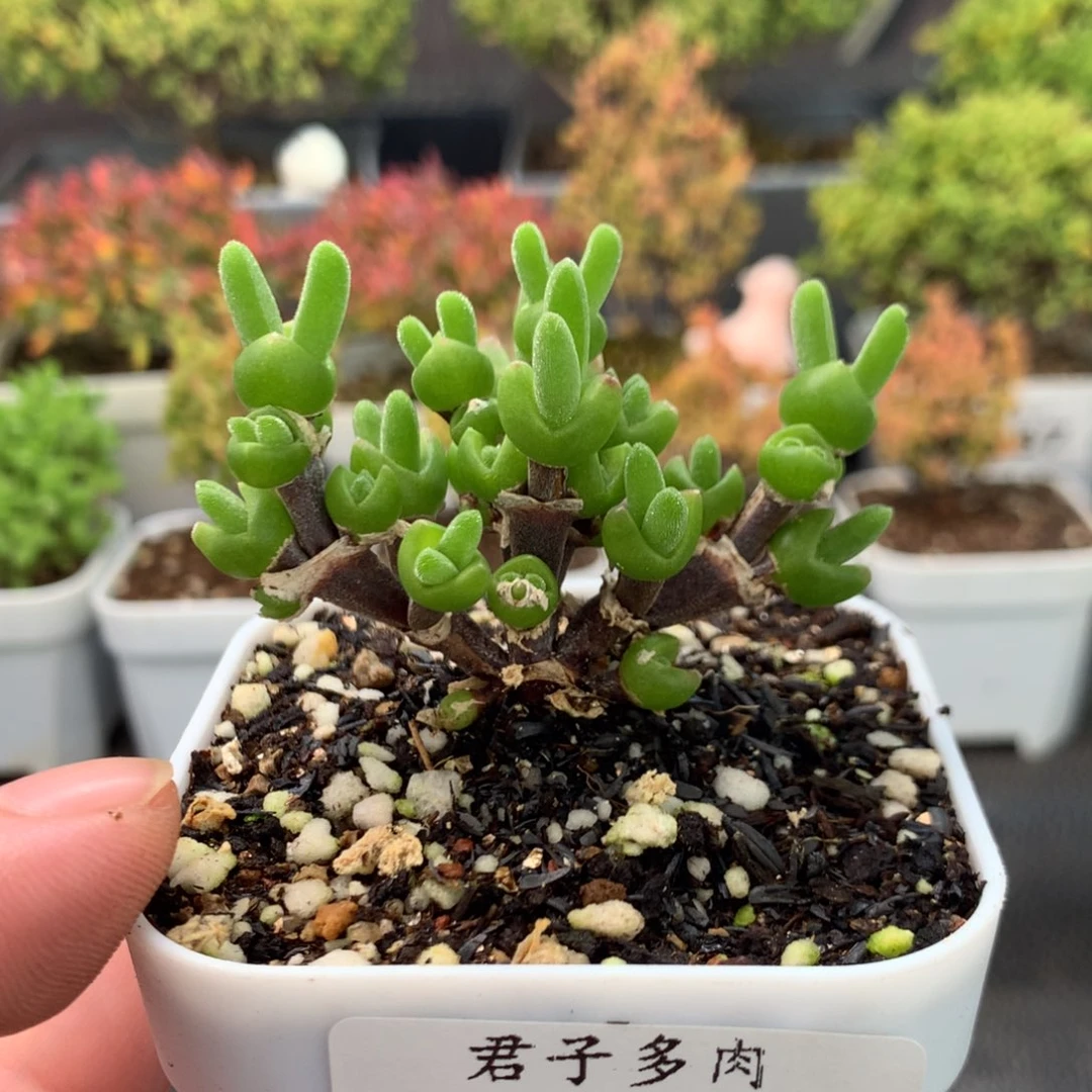 ঞ****190短耳兔福利。   。