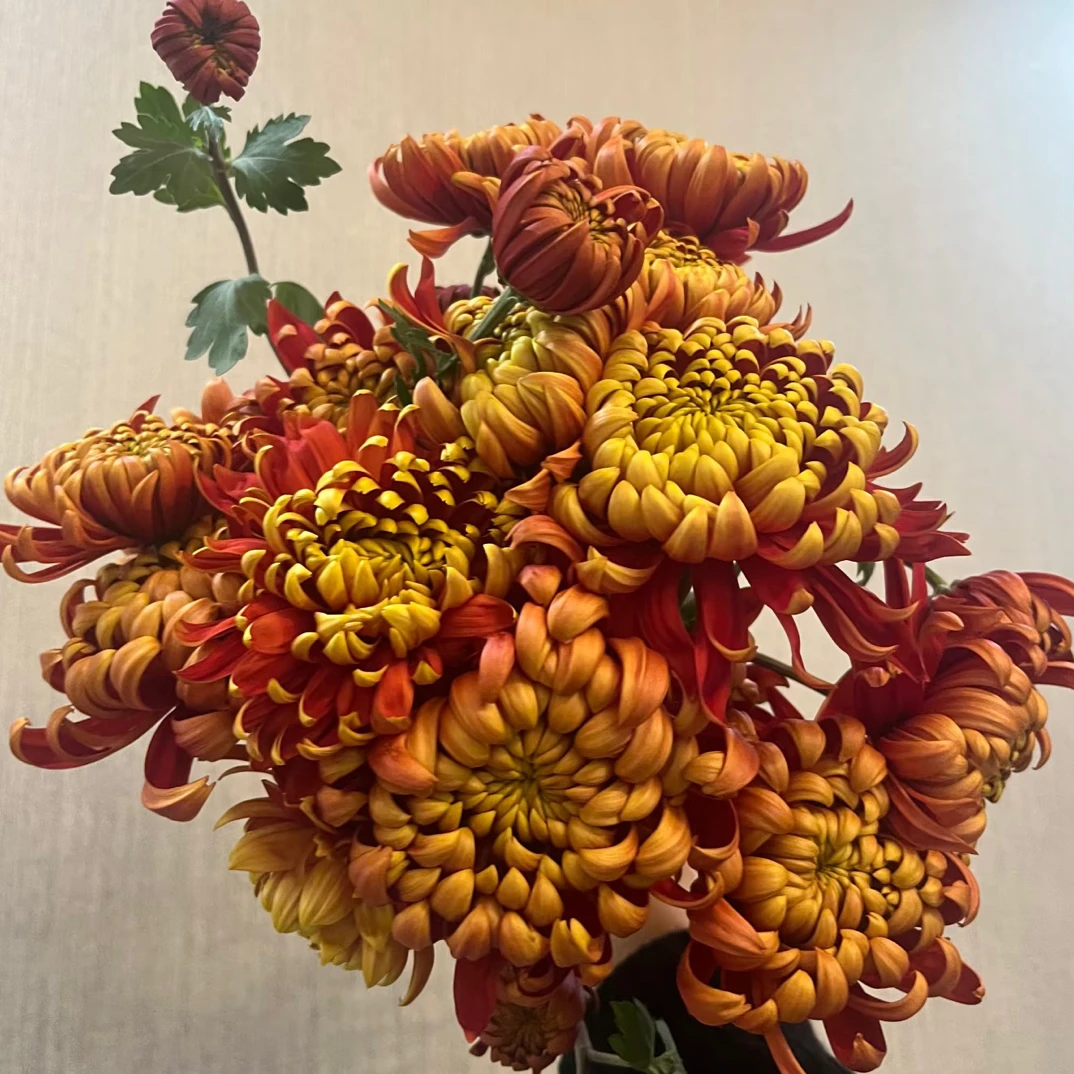 （富爱格）人间富色九月大菊花盆栽稀有品种原盆原土好养活耐热耐寒