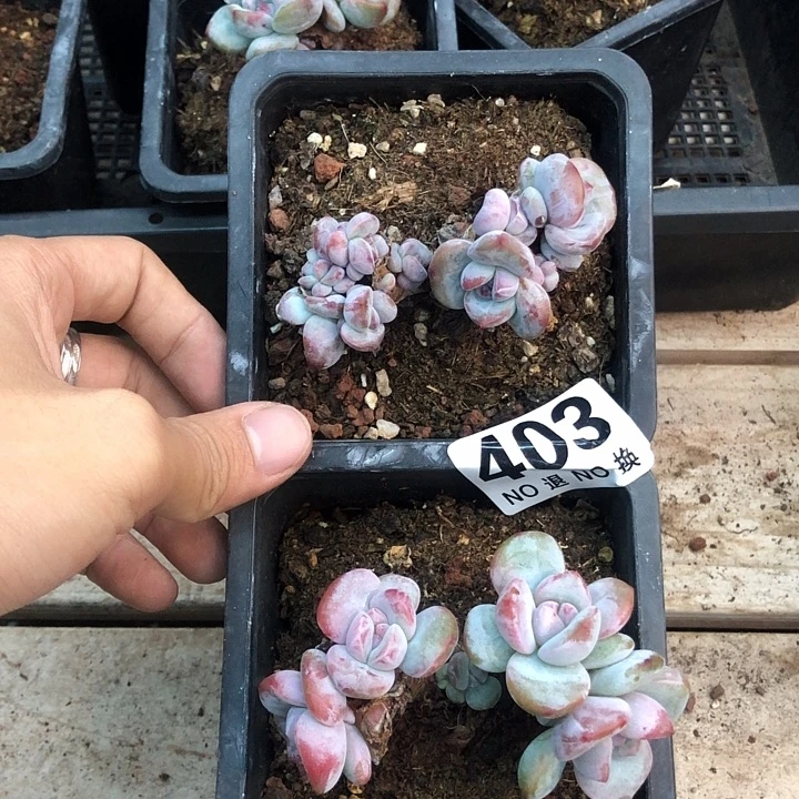 星影石榴籽福利出咯 403