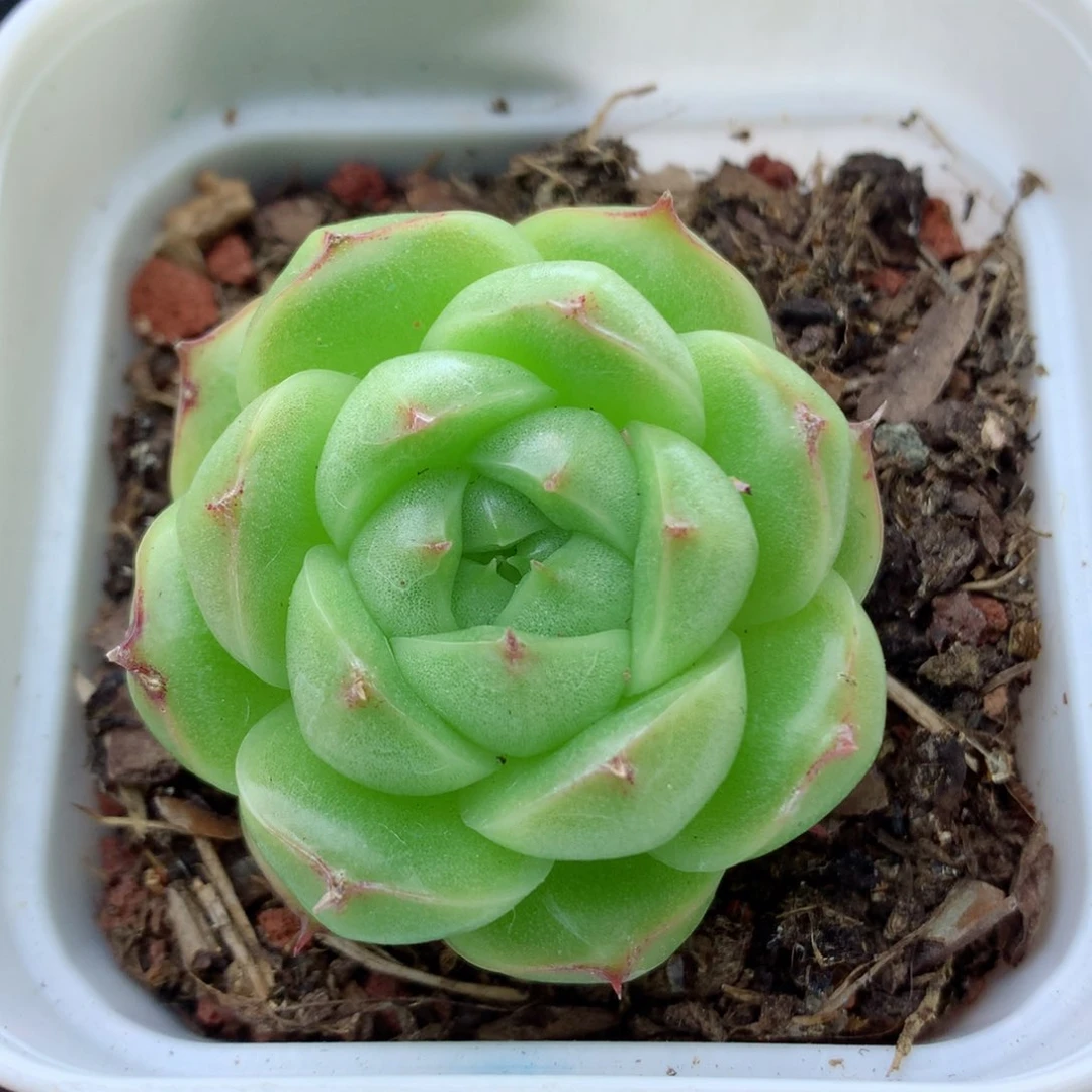 58包邮  群生不包整麦秆74