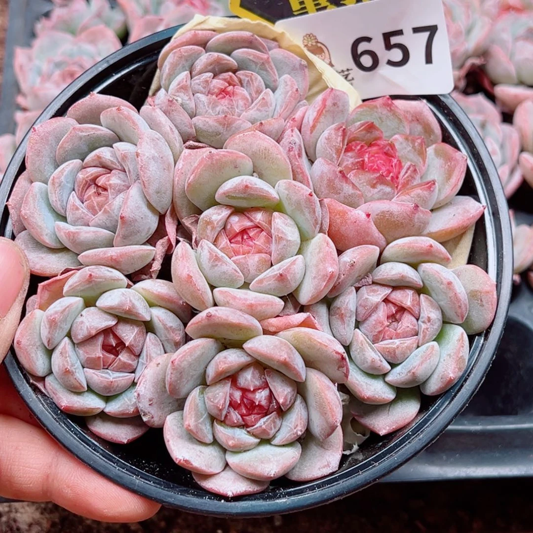 多肉植物多肉植物