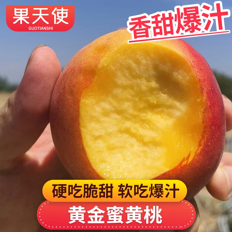【果天使】黄金蜜黄桃2-5斤硬吃脆甜放软吃香甜爆汁新鲜水果桃子