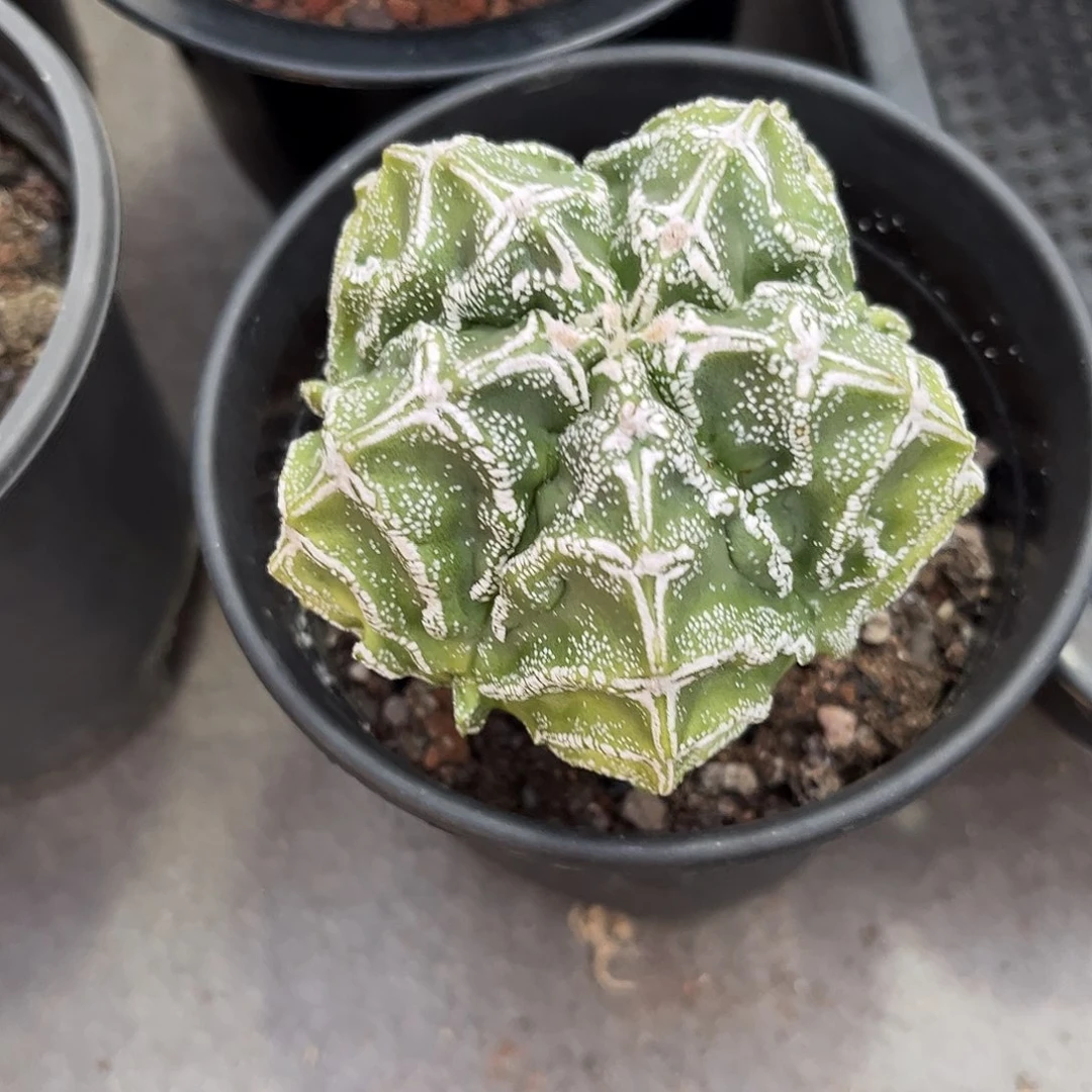 系****仙人球实生鸾凤玉