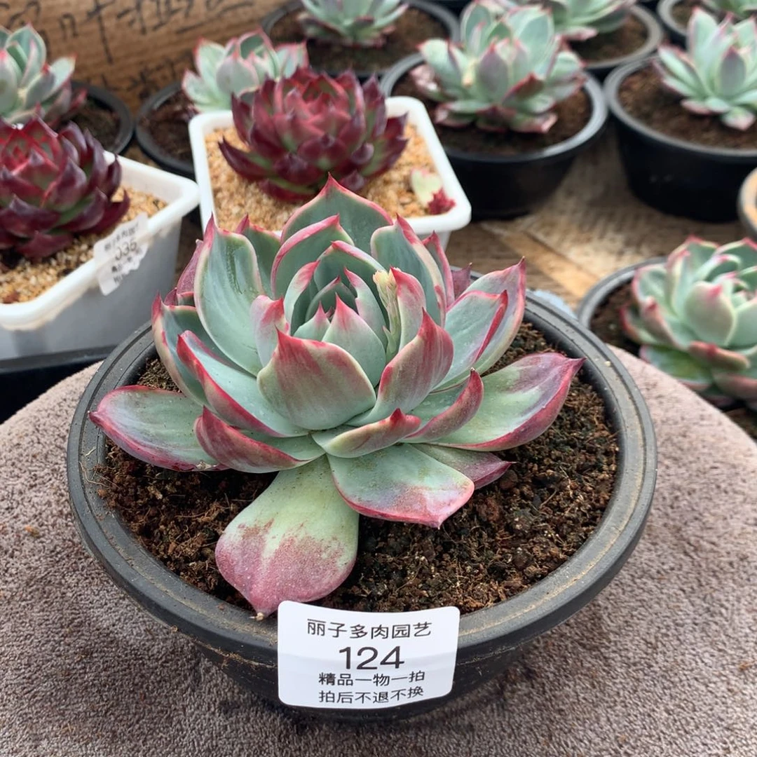 124惊鸿一物一拍尺寸12。多肉植物