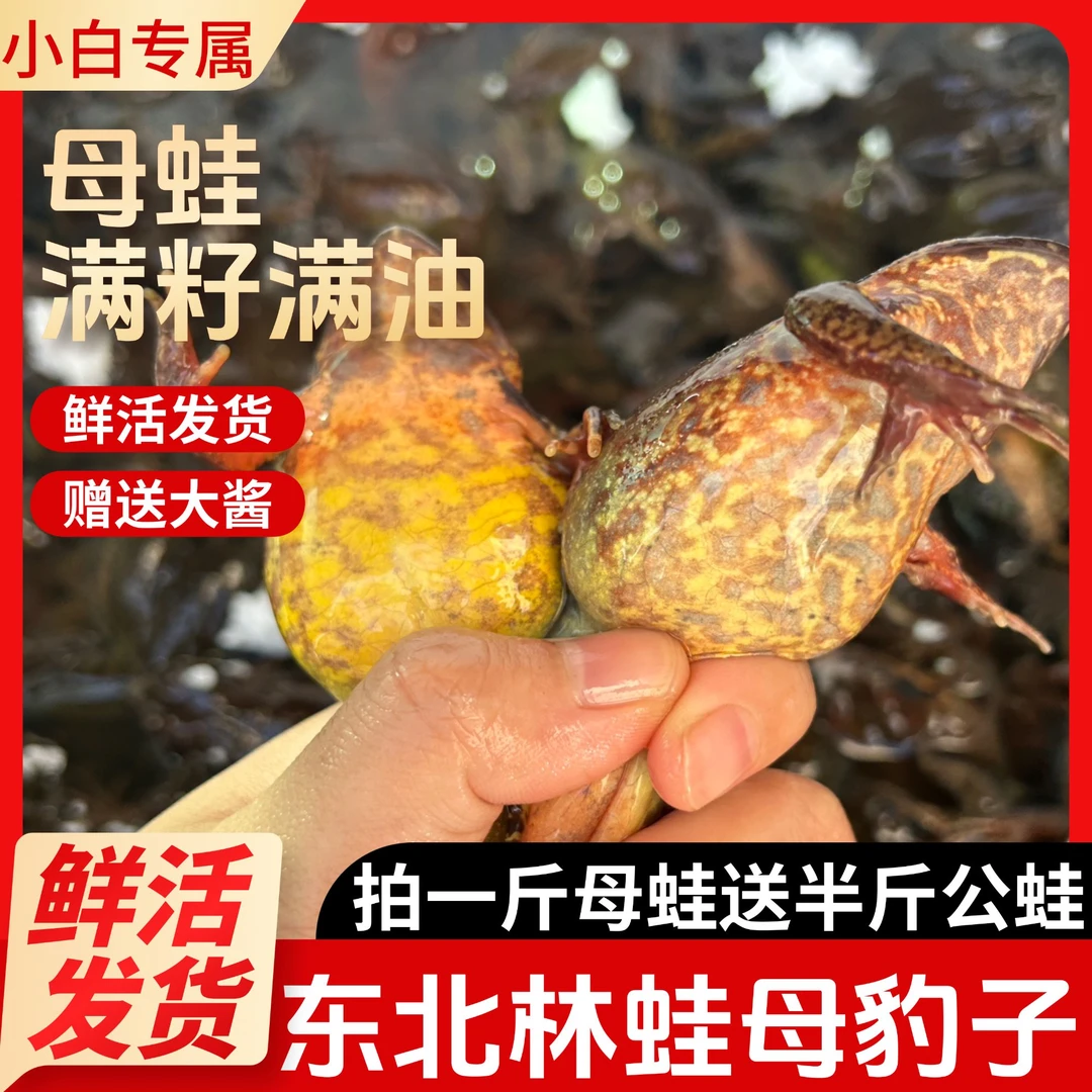 正宗长白山林蛙 黄肚母豹子蛤蟆 雪蛤鲜活发货