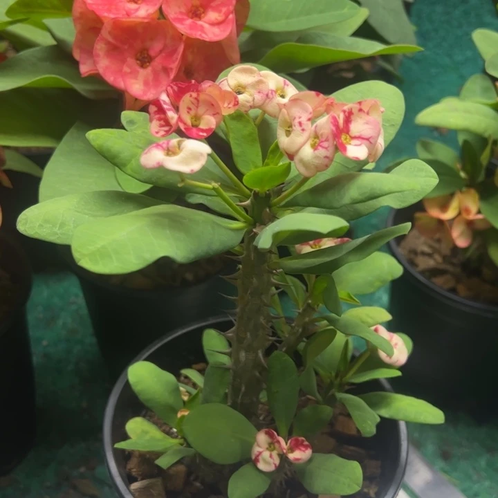 泰品扦插一物一拍