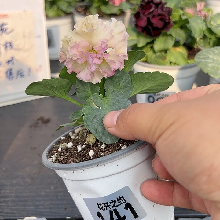 少量花朵（建议范围：2朵-5朵 或40%以下）141号