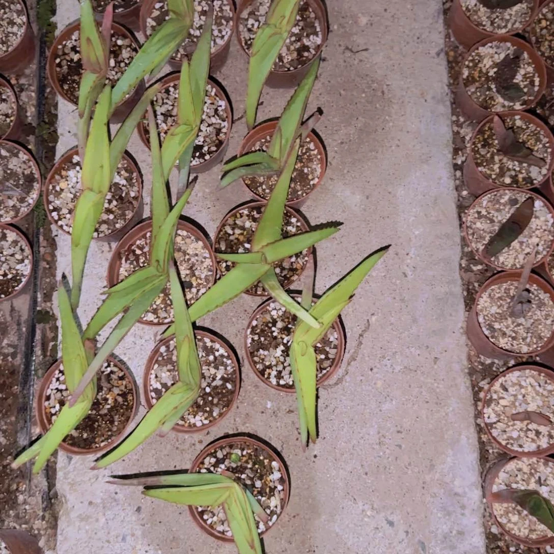 块根植物块根植物