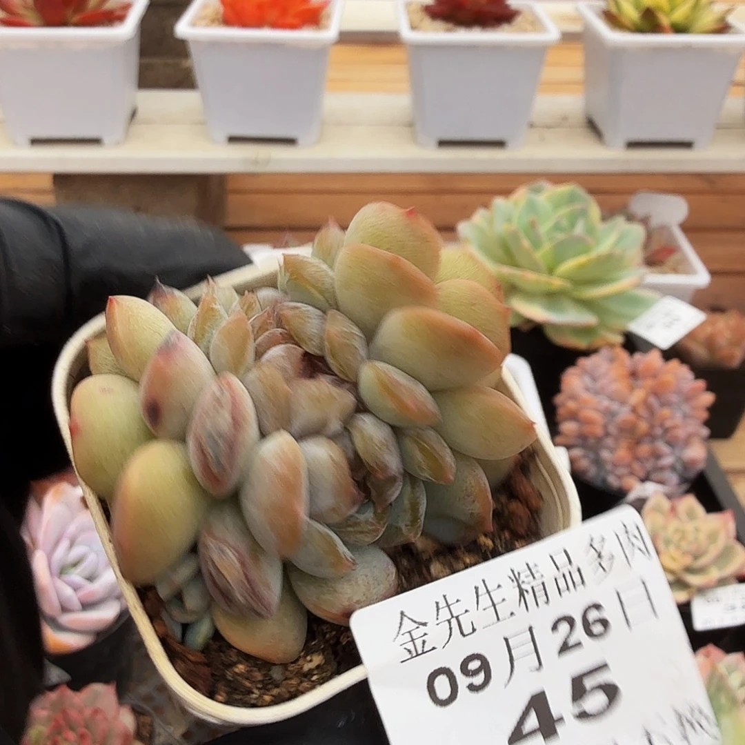 0926-45红色恋人缀