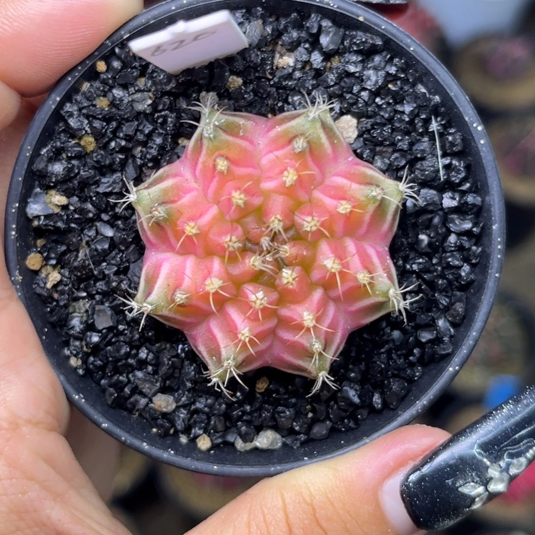 620 泰系轮回 带盆土发货