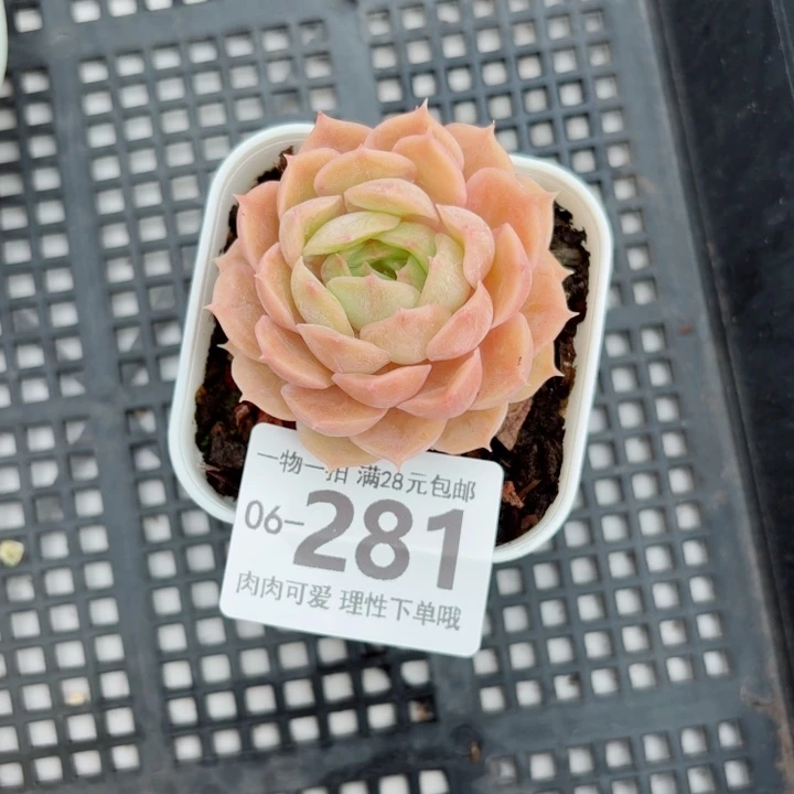 昂斯诺多肉无盆土发货