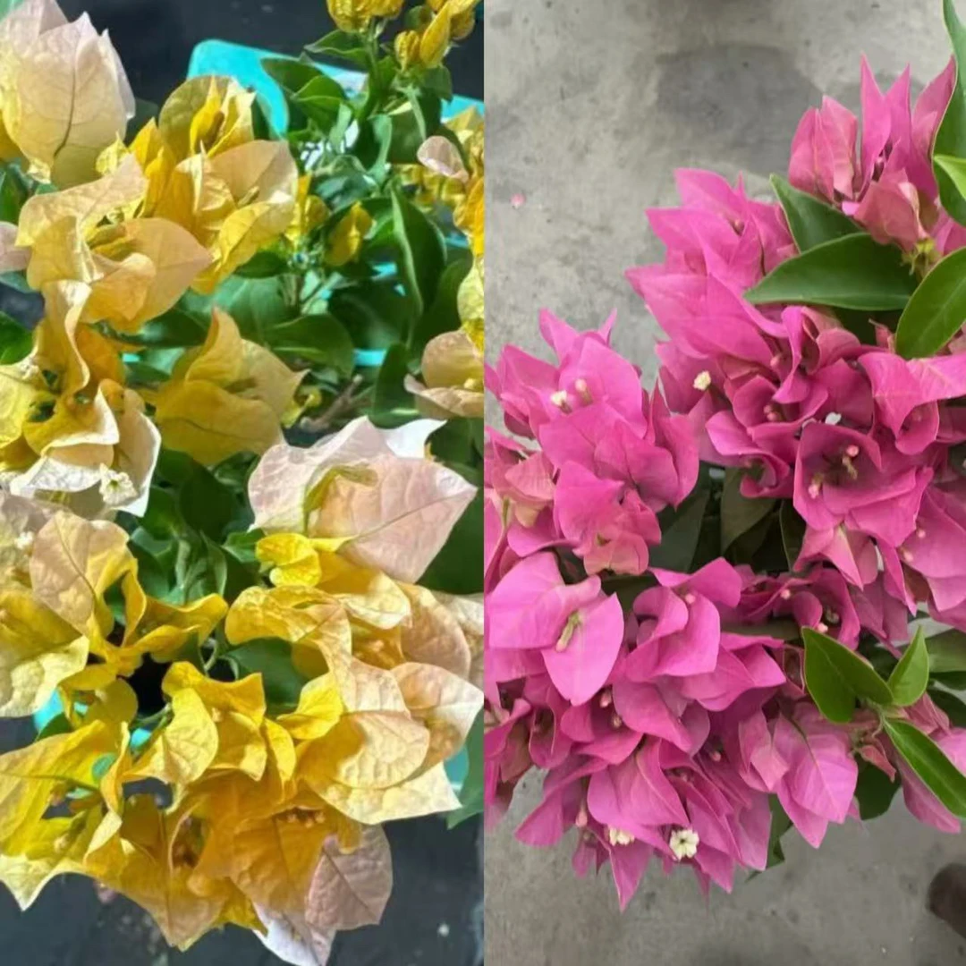 【新疆包邮】暗斑宫粉