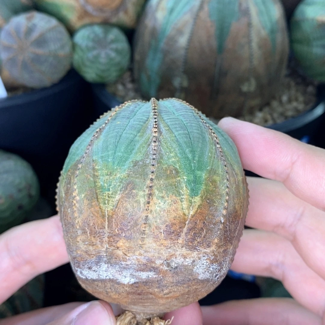 37 欧系实生布纹球多肉植物