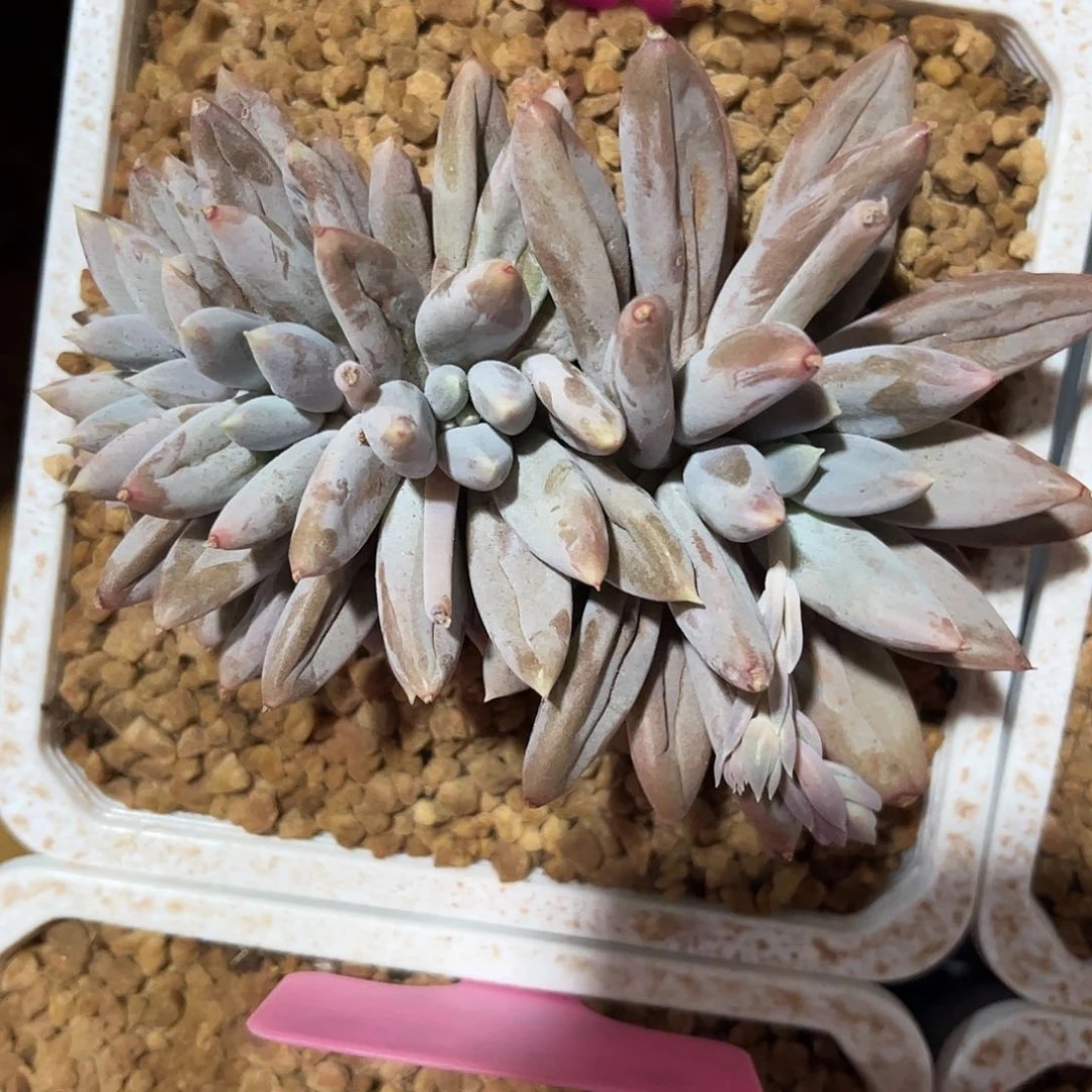 寄养链接发货链接发货