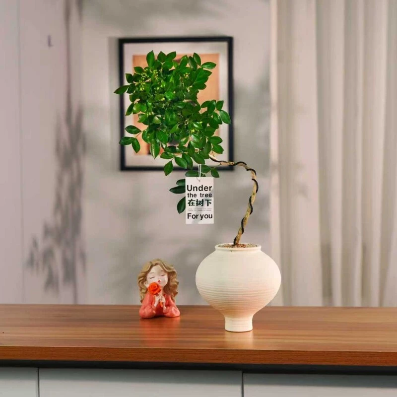 [香韵.九里香]中古佗寂婉约造型九里香茶室客厅新中式装饰盆栽LQ