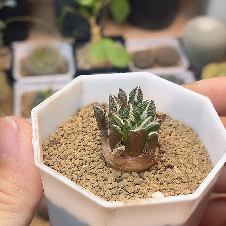 无花朵短叶大尤黑牡丹
