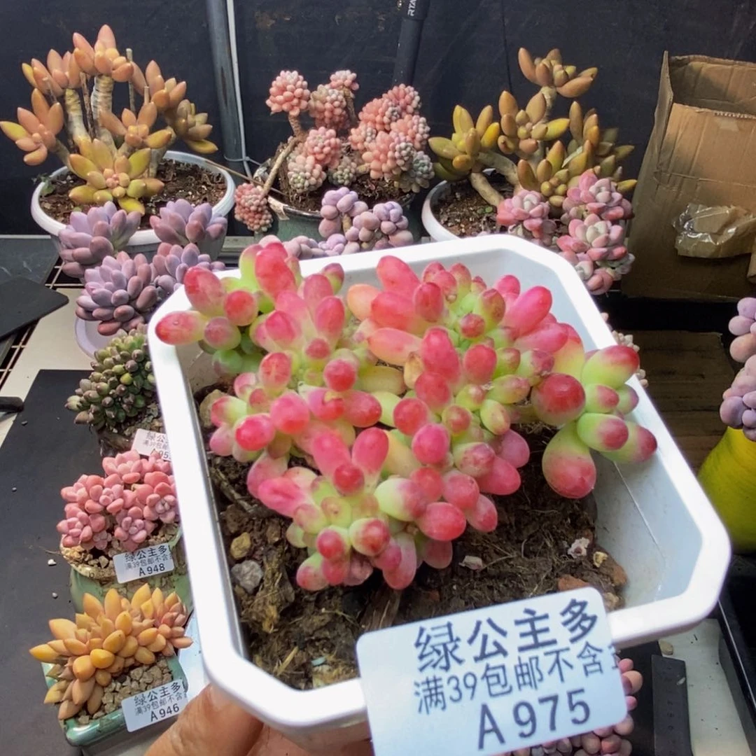 975乙女心缀多肉8c m