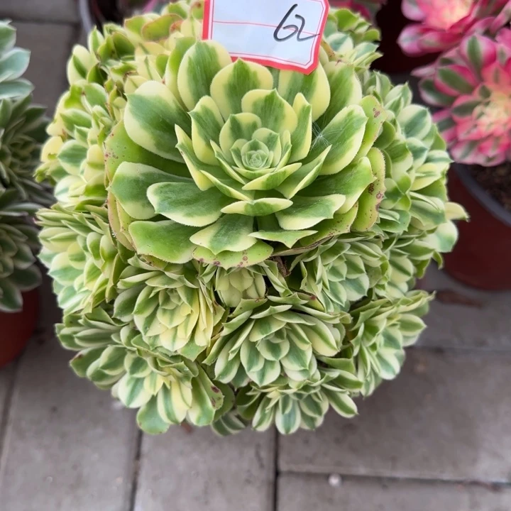 62号迈巴赫法师植物