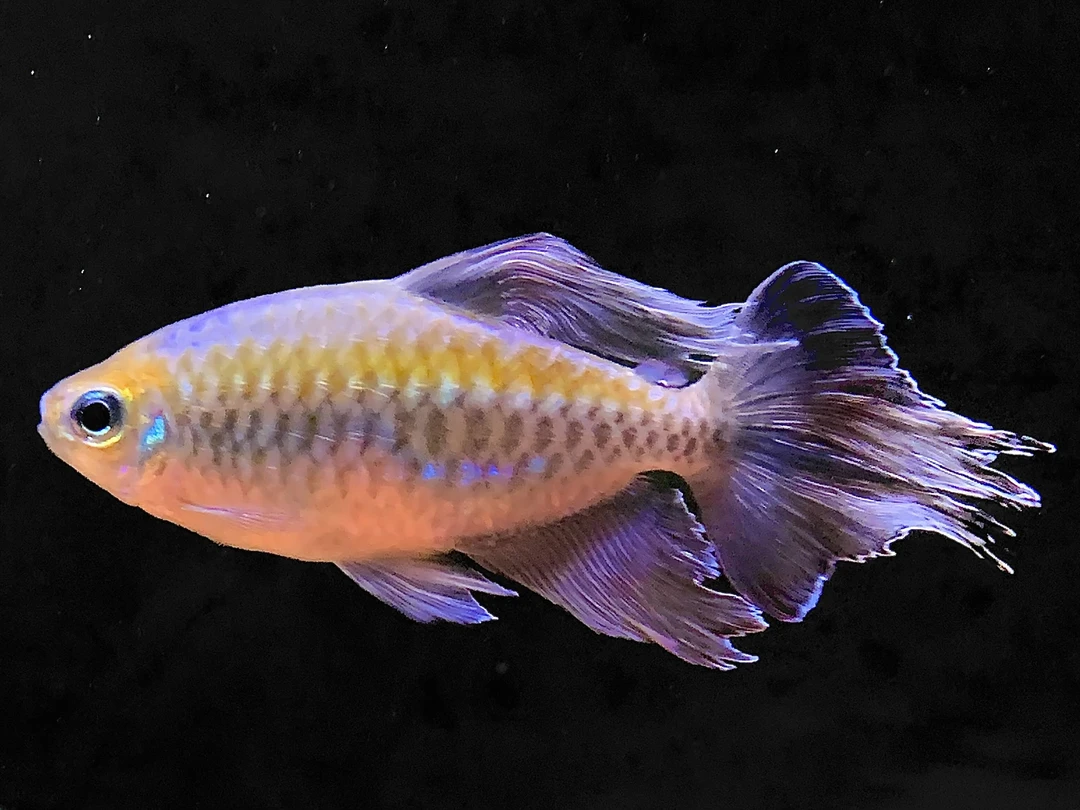 【疯狂小鱼】刚果美人鱼