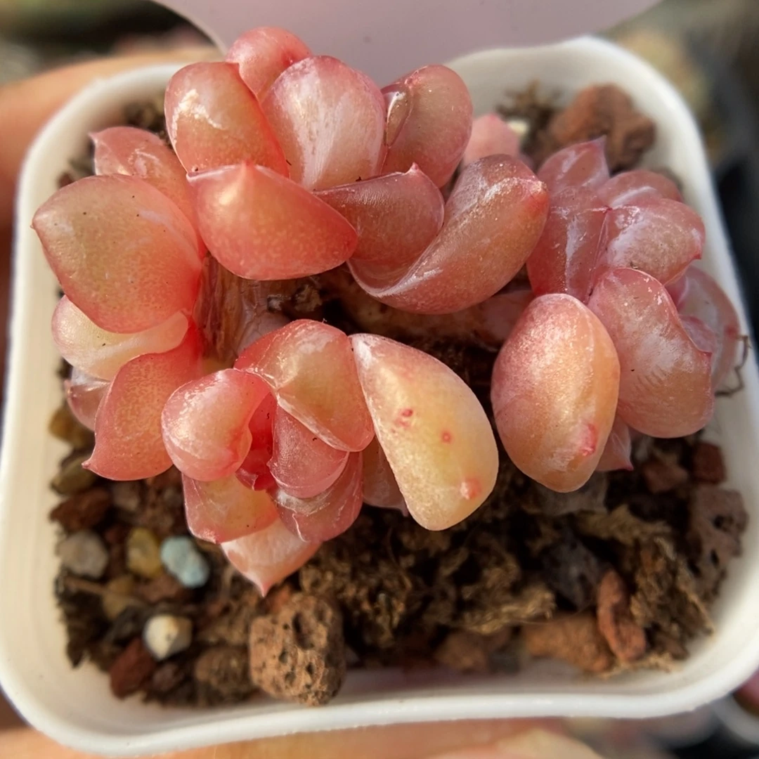 粉钻心珍妮群生526号