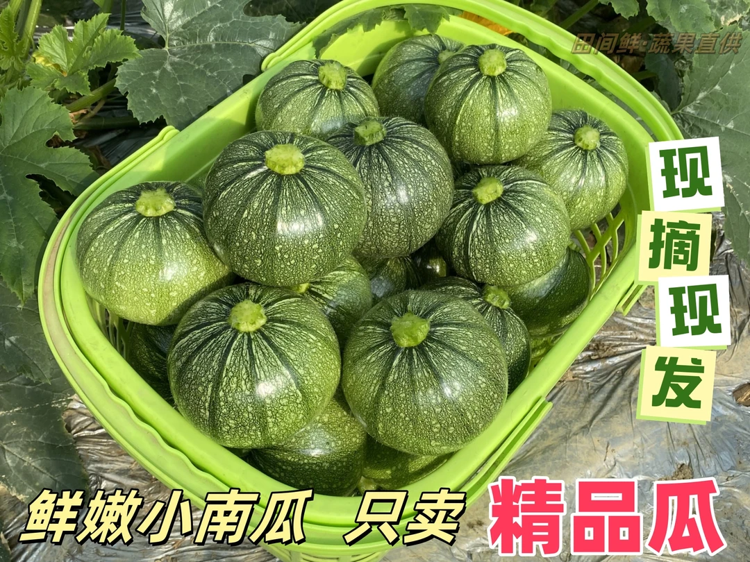 【廖全方优选】新鲜嫩南瓜小南瓜绿皮圆瓜农家自供清甜当季蔬菜