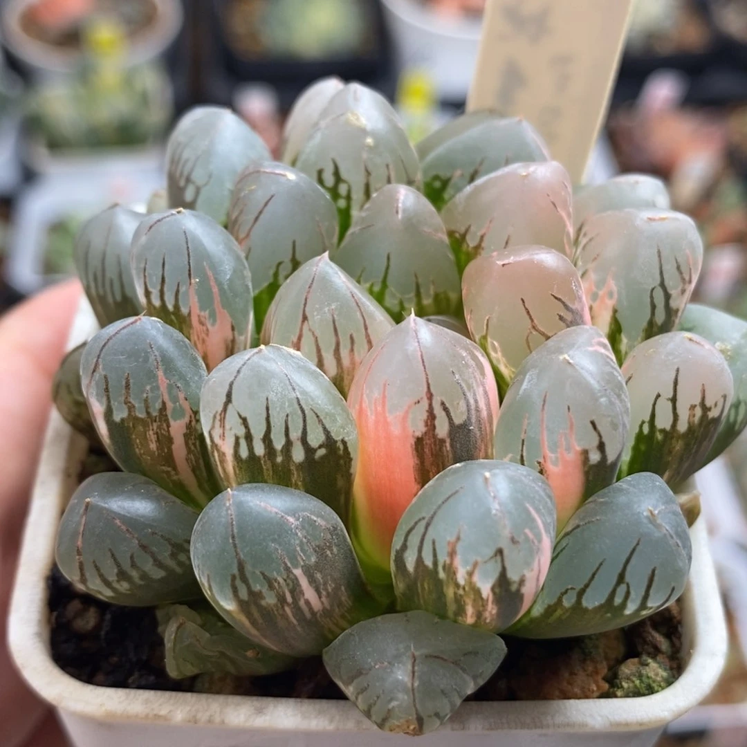 350灵犀玉露锦一物一拍