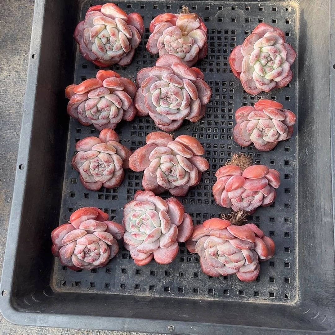 12个星影不周正脱土发货特价