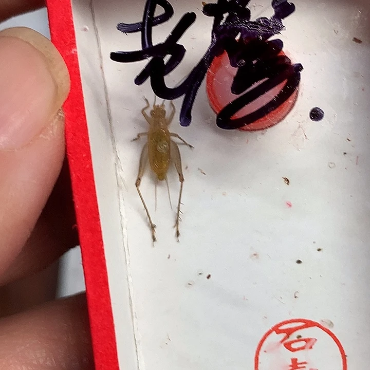 *****哈哈哈哈哈哈哈哈哈