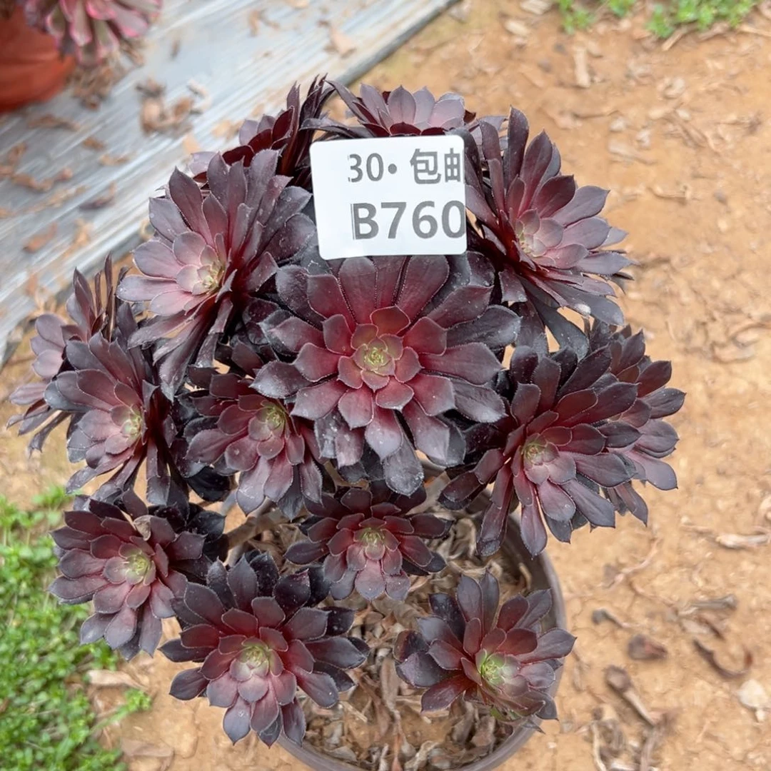 760 黑铜多肉法师