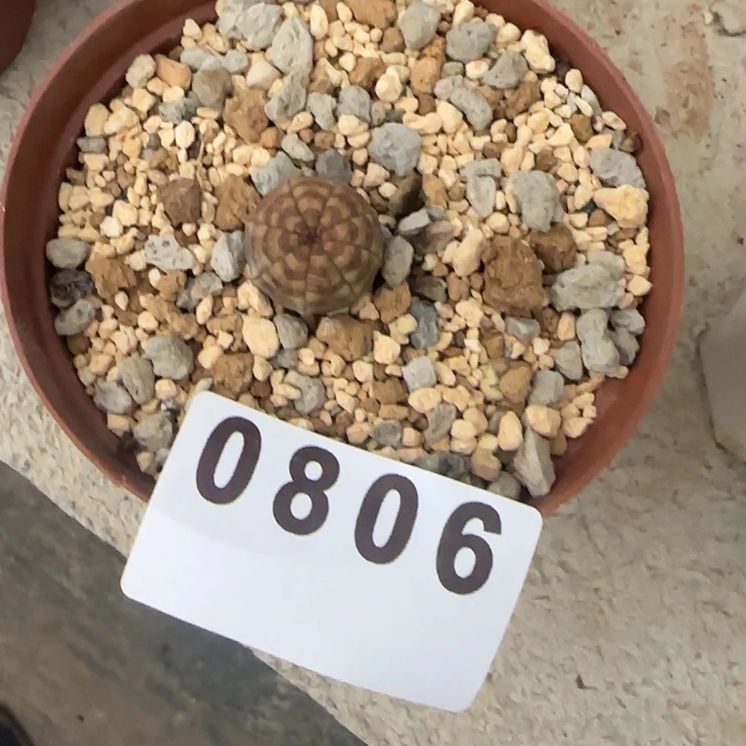【闪购商品】哇*！块根植物