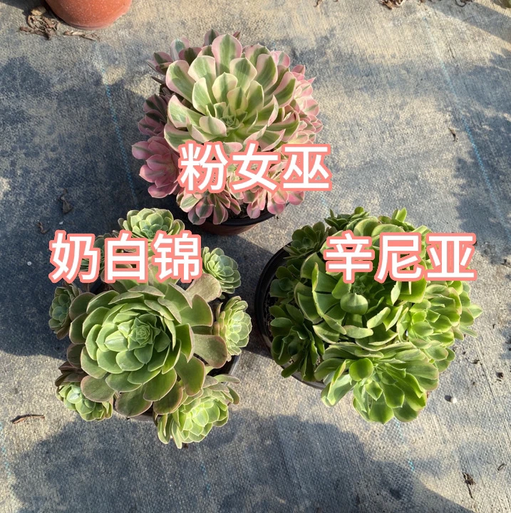 到手三棵法师锦多肉 练手精品小手捧 脱盆脱土裸根发货