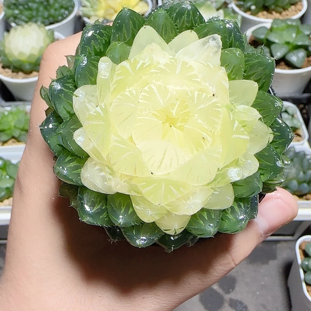 万象盆母本宝莲灯