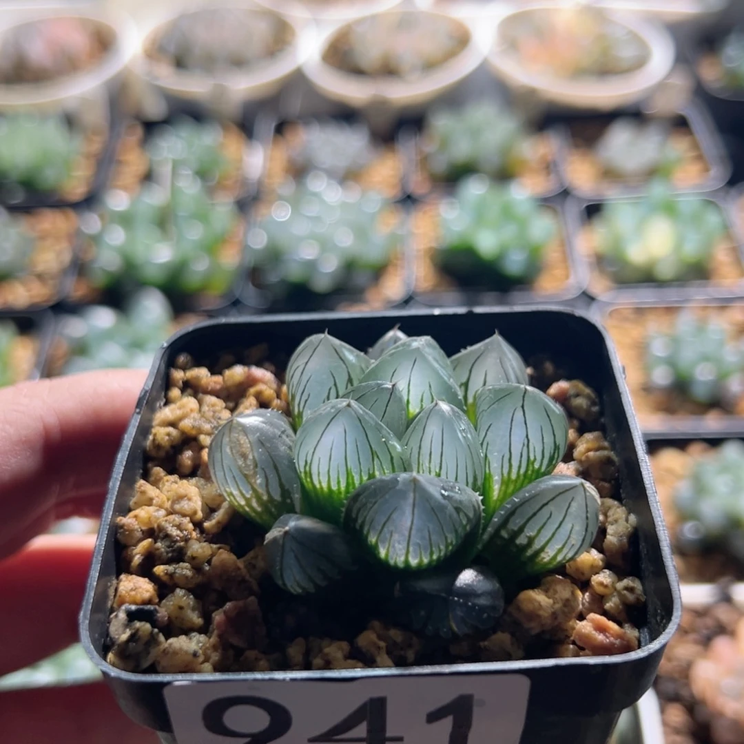 941号实生玉露多肉植物