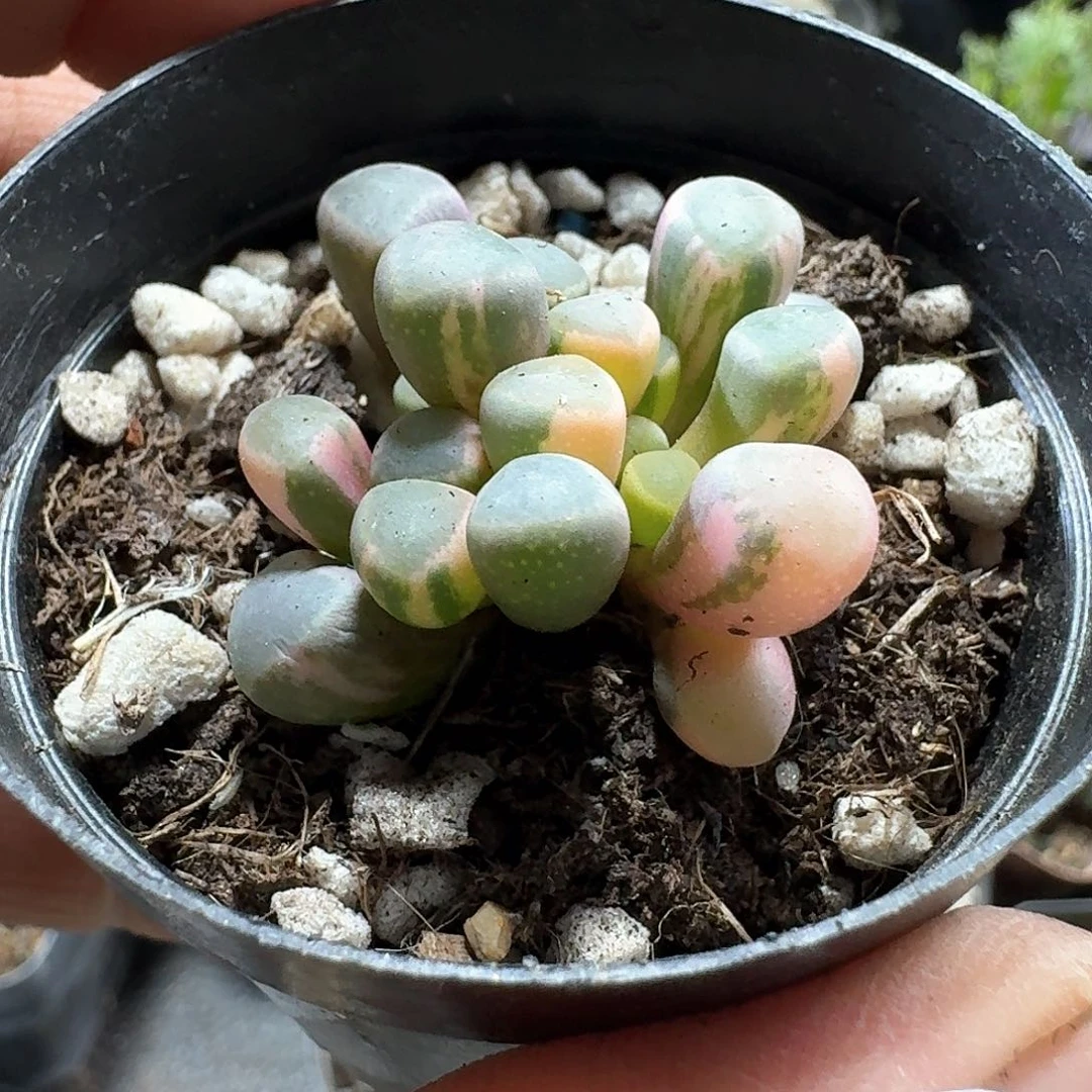 兜***糖853五十铃玉锦带盆发货