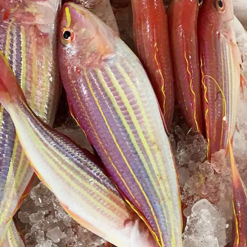 金线鱼 福建本港特大5斤（4-5条）