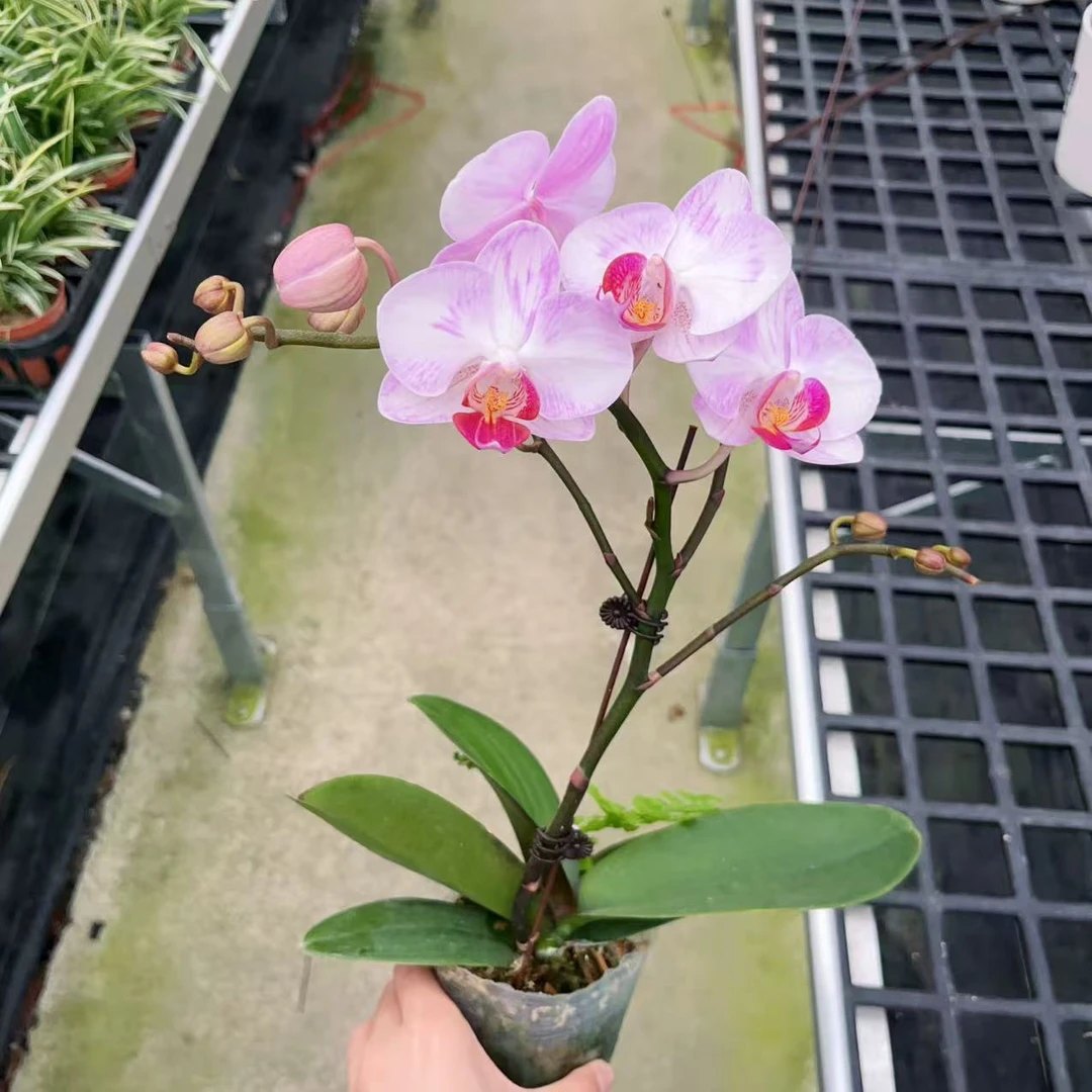 英姿兰园01【西施】精美蝴蝶兰室内花卉